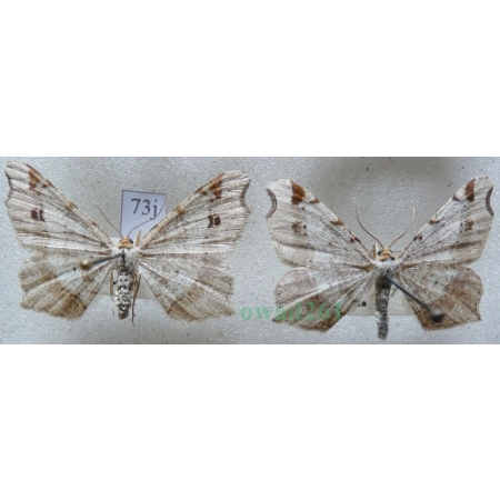 Macaria alternata (Denis & Schiffermüller, 1775) pair Witalnik zmiennik Czech73j